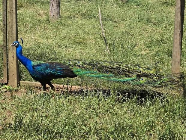 Peacock Breeding Pairs Available for Sale. Worthwhile Investment. - thumbnail 3