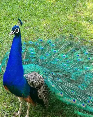 Peacock Breeding Pairs Available for Sale. Worthwhile Investment.