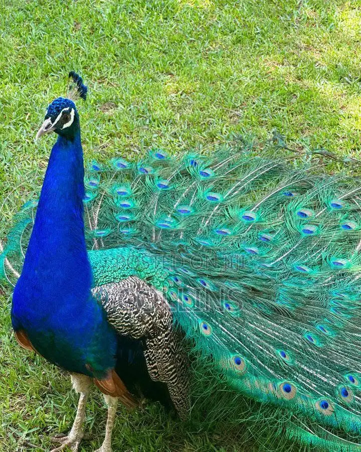 Peacock Breeding Pairs Available for Sale. Worthwhile Investment.