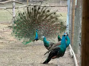 Peacock Breeding Pairs Available for Sale. Worthwhile Investment.