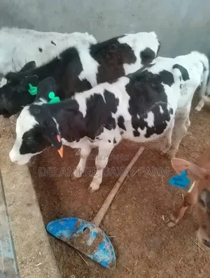 Pedigree Freshian Calves