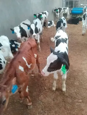 Pedigree Freshian Calves
