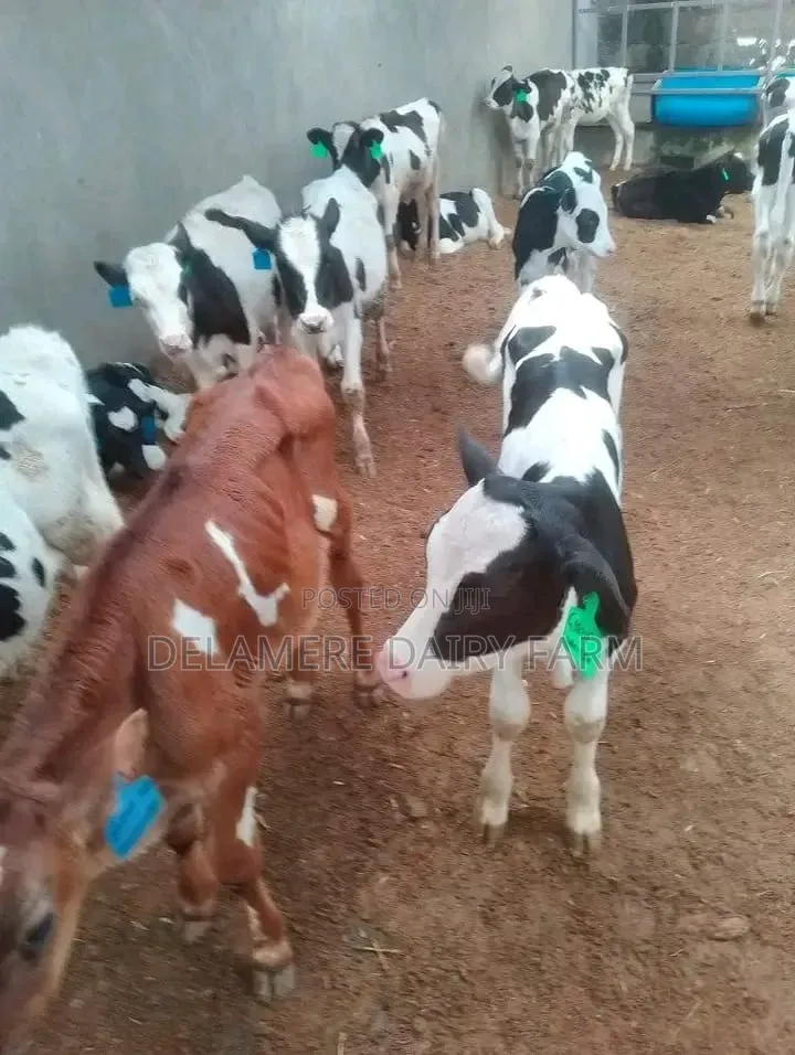 Pedigree Freshian Calves