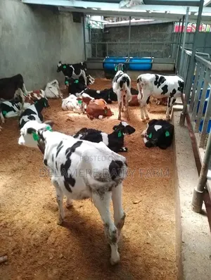 Pedigree Freshian Calves