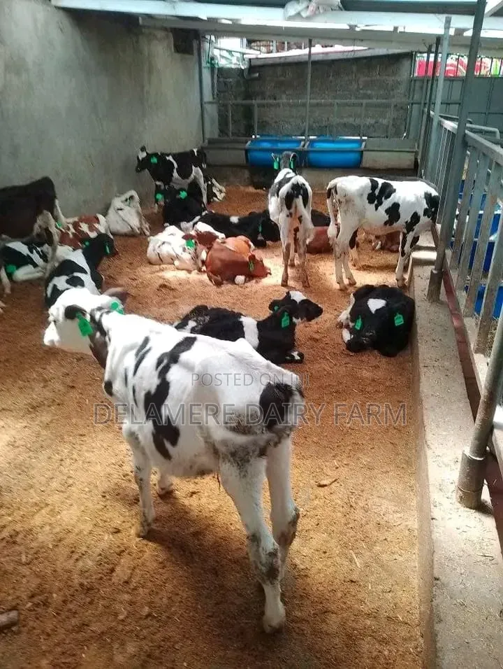 Pedigree Freshian Calves