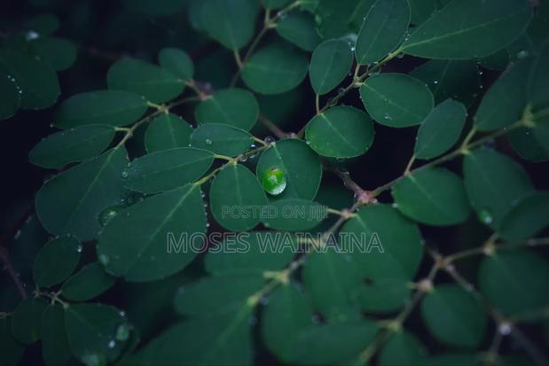 Nikon D3300 - thumbnail 6