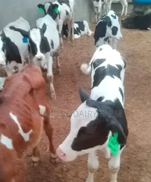 Pedigree Freshian Calves