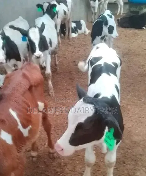 Pedigree Freshian Calves