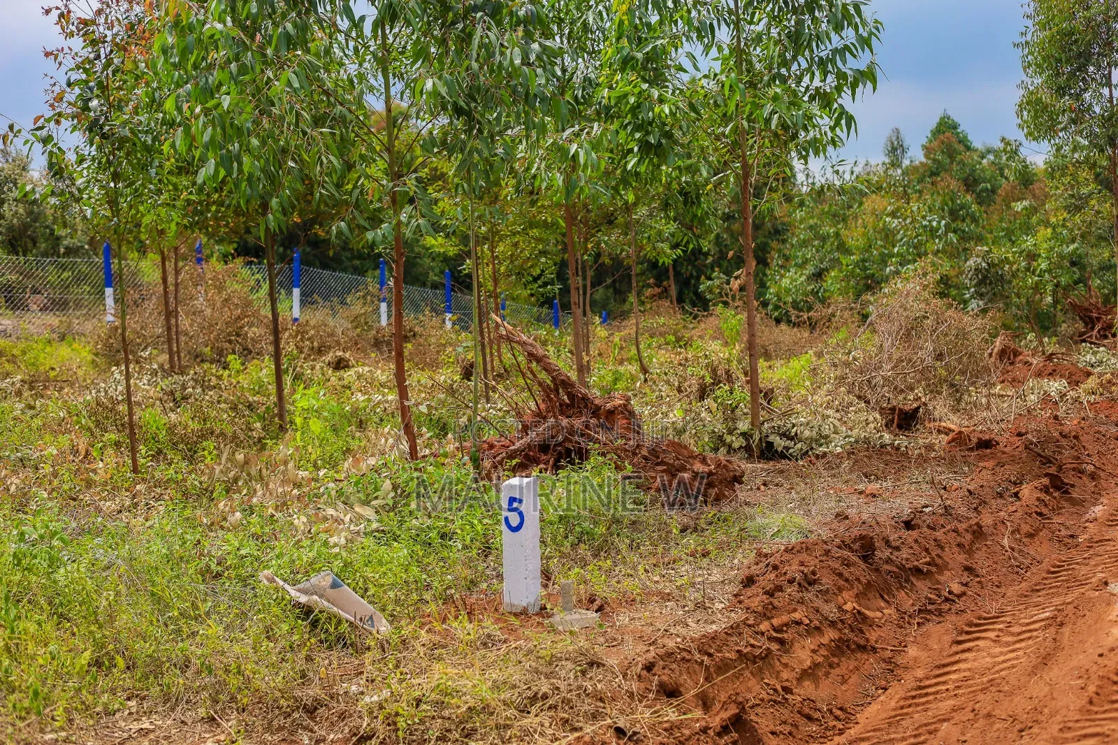 Kamangu-Kikuyu Plots