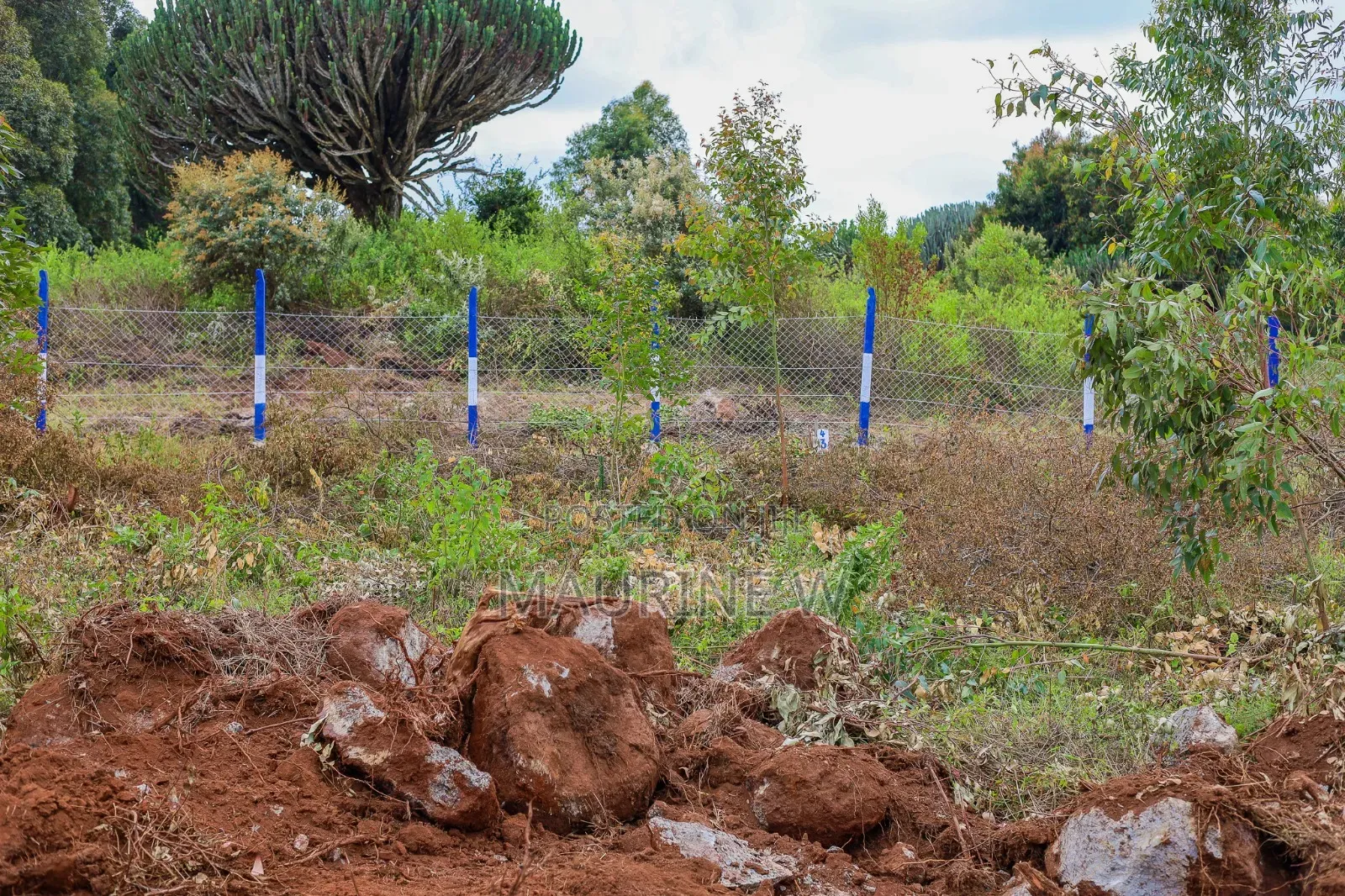 Kamangu-Kikuyu Plots