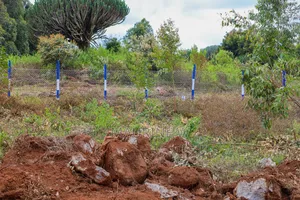 Kamangu-Kikuyu Plots