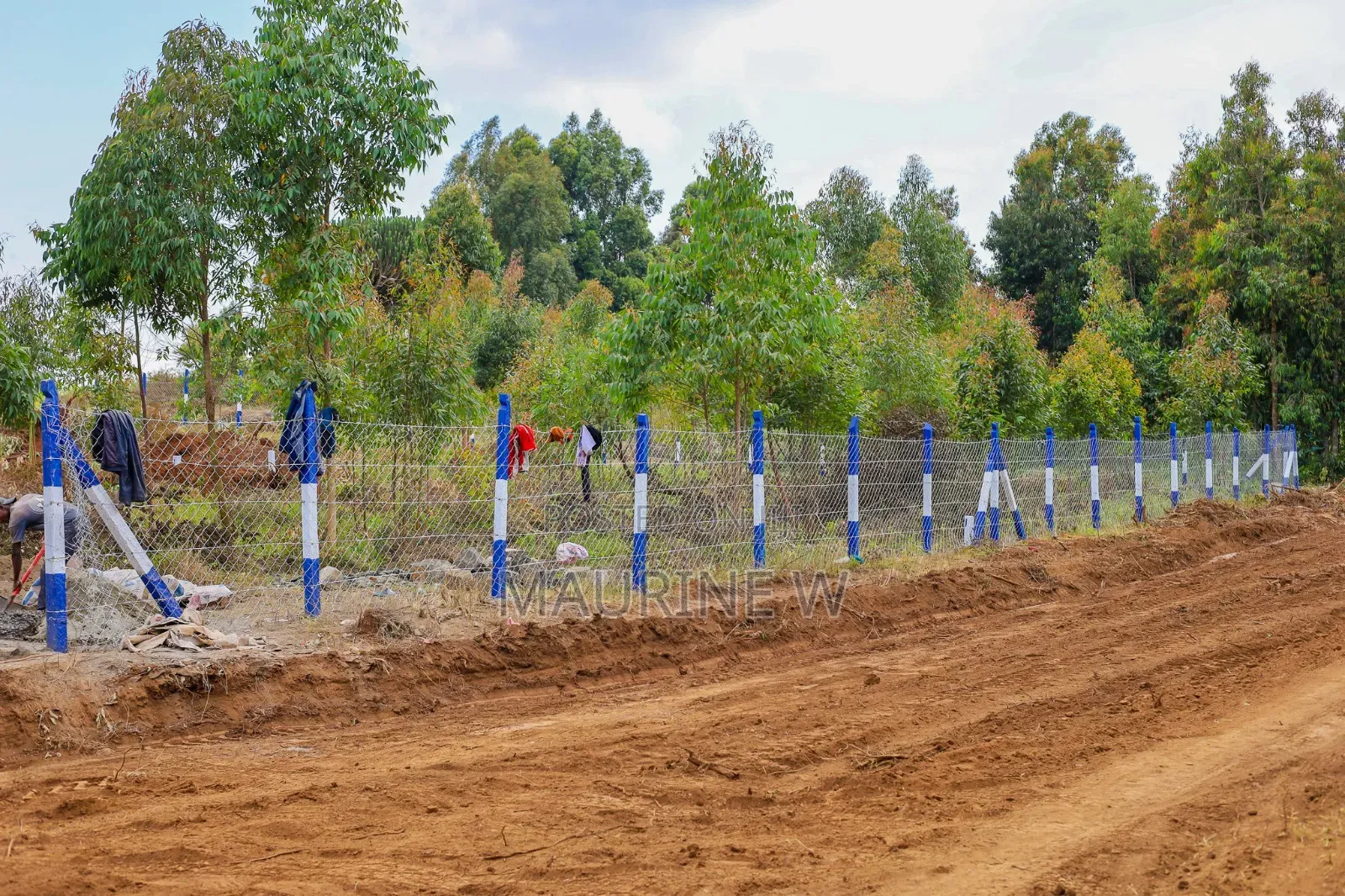 Kamangu-Kikuyu Plots