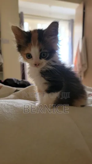 1-3 months Female Mixed Breed Cat