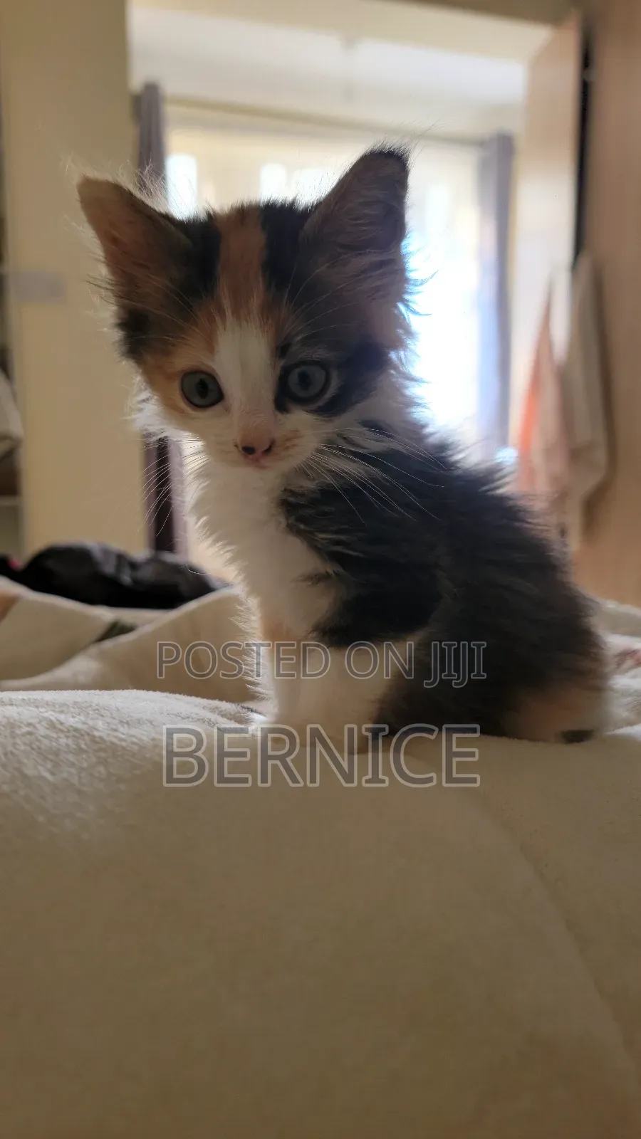 1-3 months Female Mixed Breed Cat