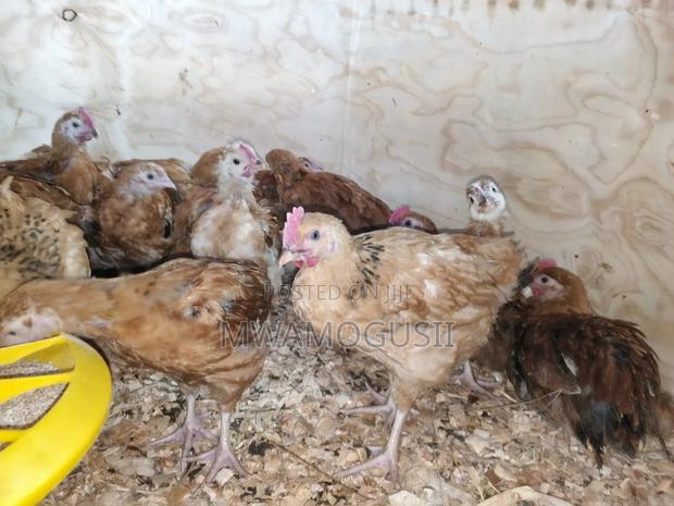 Mwamogusii Poultry Farm and Hutchery Products - main view