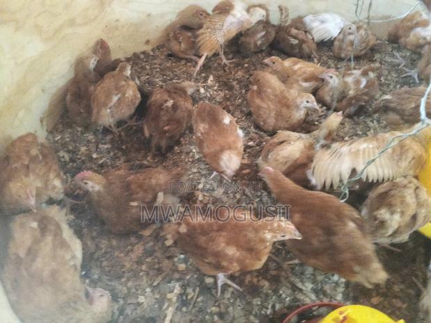 Mwamogusii Poultry Farm and Hutchery Products - thumbnail 3