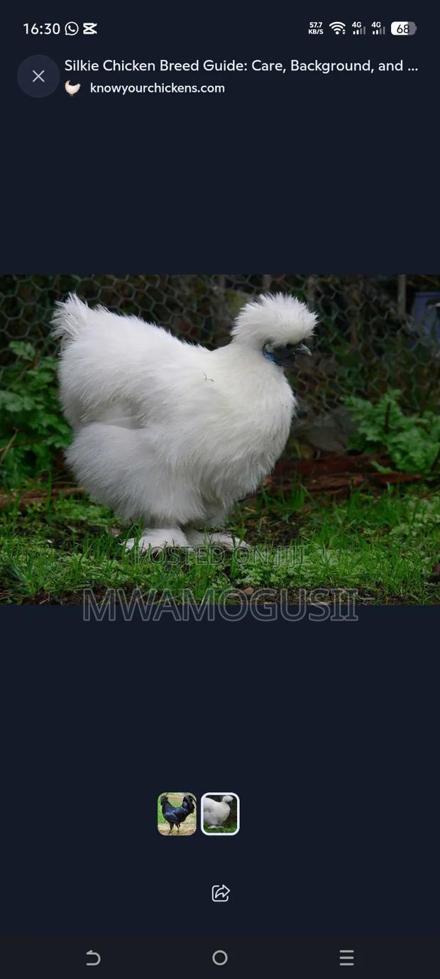 Mwamogusii Poultry Farm and Hutchery Products - thumbnail 4