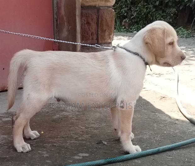 1-3 months Male Purebred Labrador Retriever
