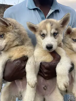 1-3 months Male Purebred Siberian Husky