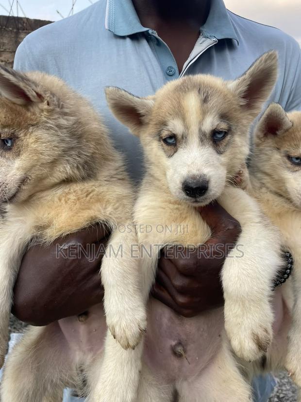 1-3 months Male Purebred Siberian Husky