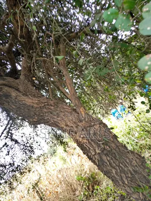 Arborist Services