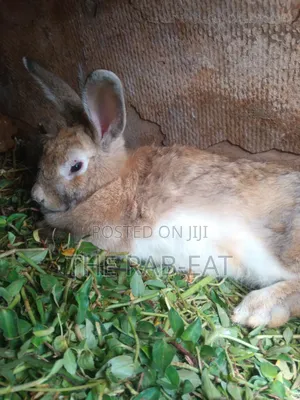 Purebred Breeding Rabbits – Heavy Weights Very Healthy