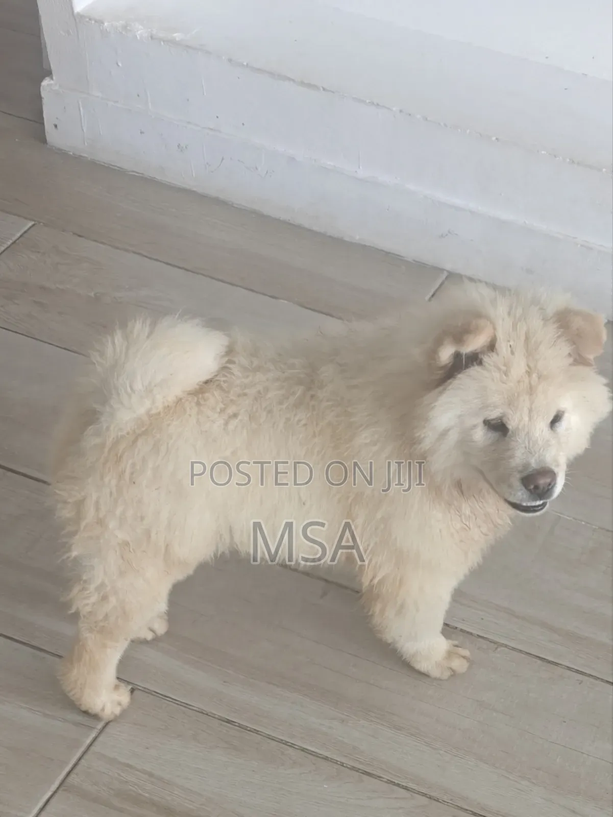 6-12 months Male Purebred Chow Chow