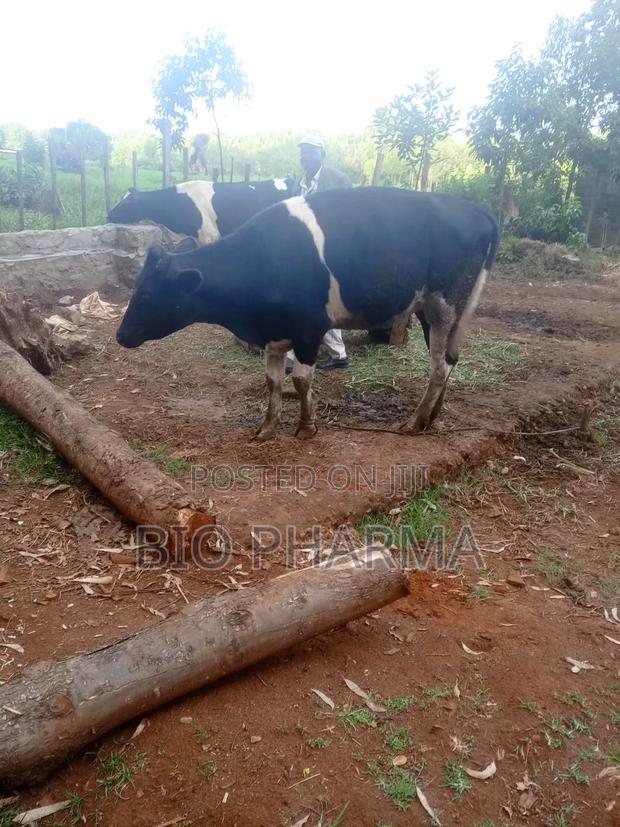 Two Pedigree High Yielding Fresian Dairy Cows for Sale