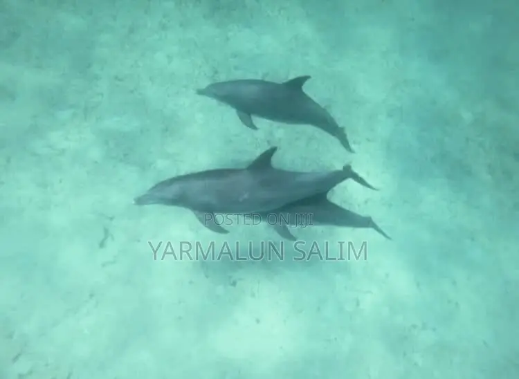 Wasini Al-Badru Ocean Tour