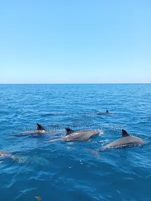 Wasini Al-Badru Ocean Tour