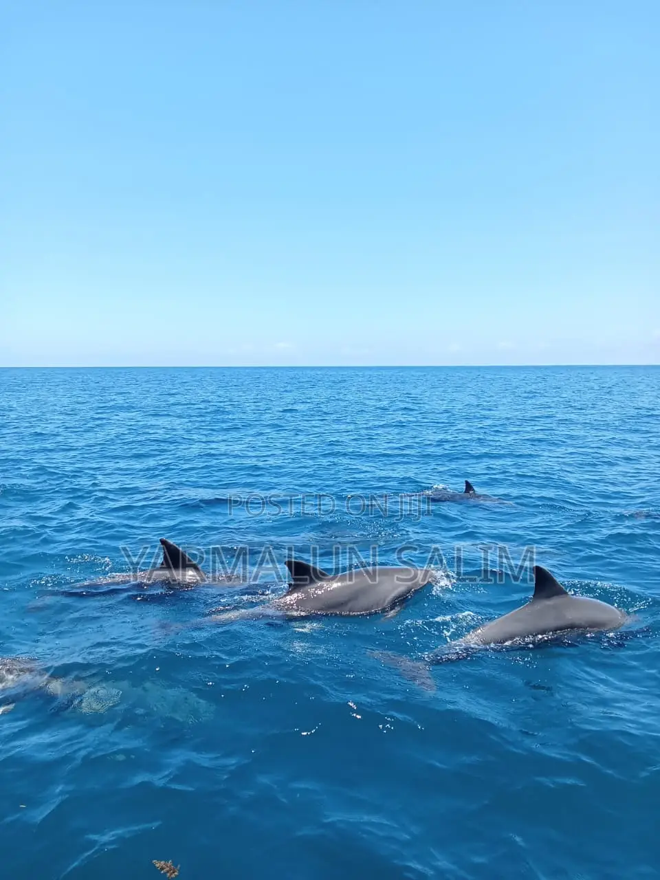 Wasini Al-Badru Ocean Tour