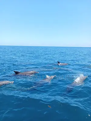 Wasini Al-Badru Ocean Tour