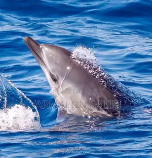 Wasini Al-Badru Ocean Tour