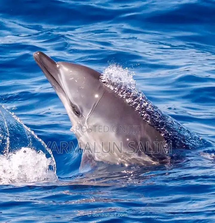 Wasini Al-Badru Ocean Tour