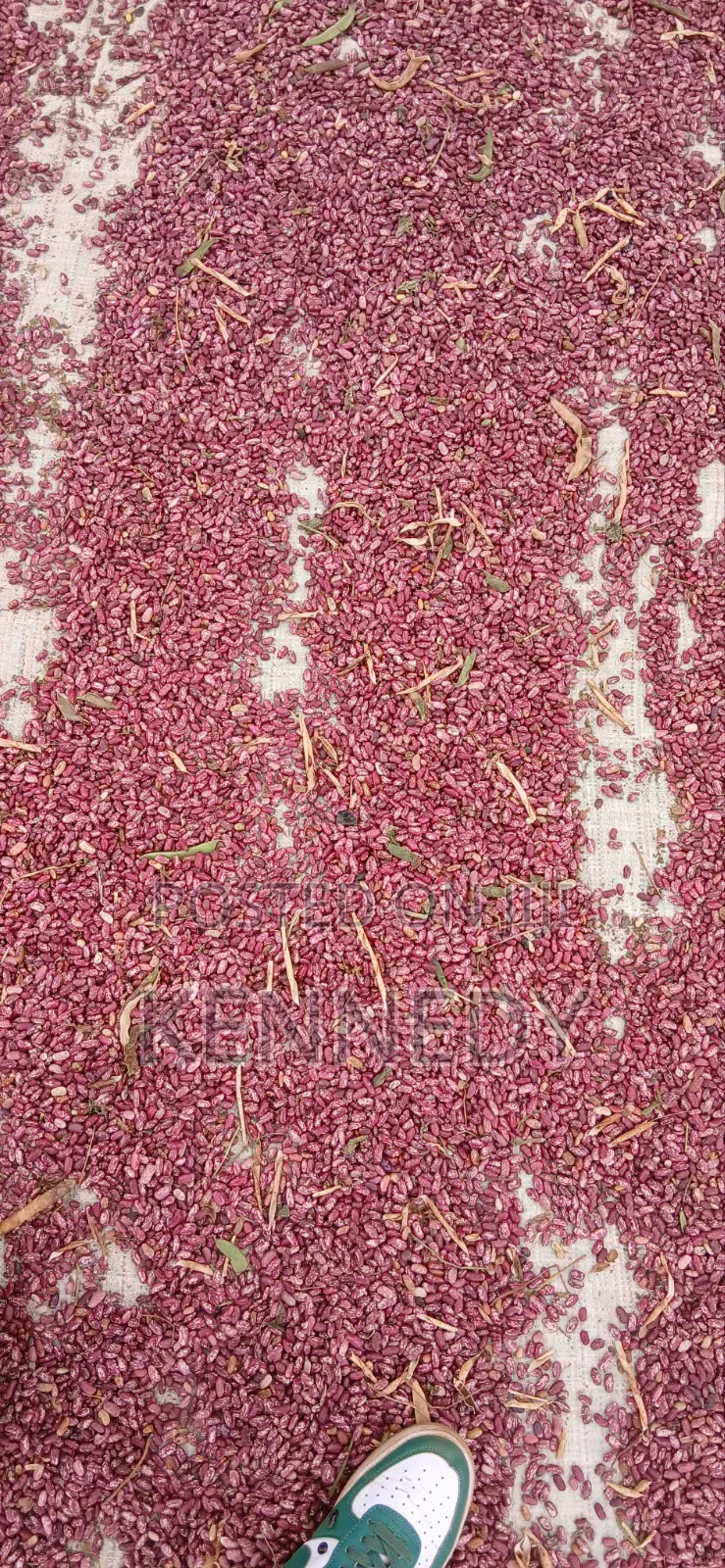 Kennice Cereal and Legumes