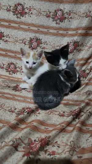 1-3 months Male Mixed Breed Cat