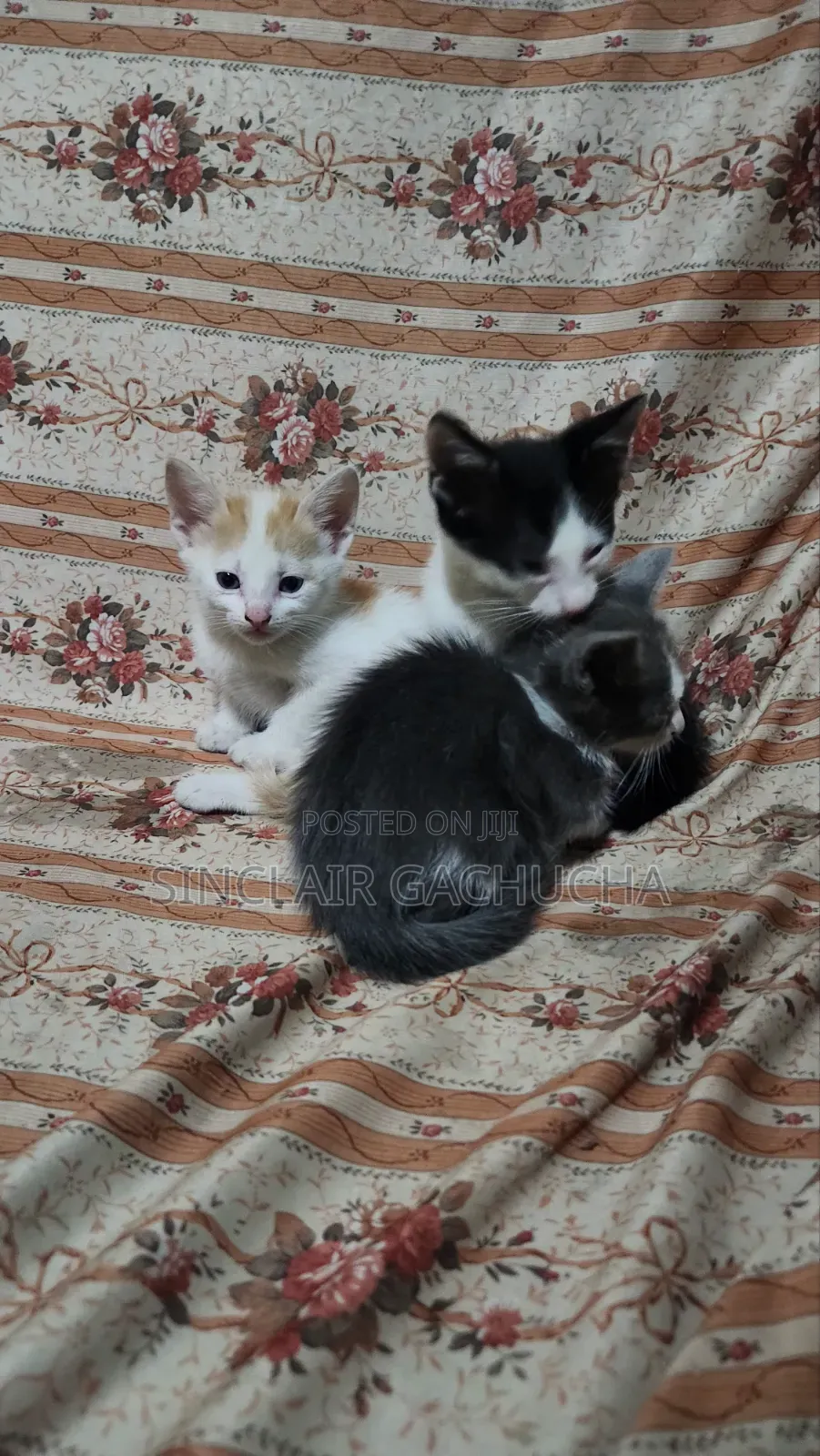 1-3 months Male Mixed Breed Cat