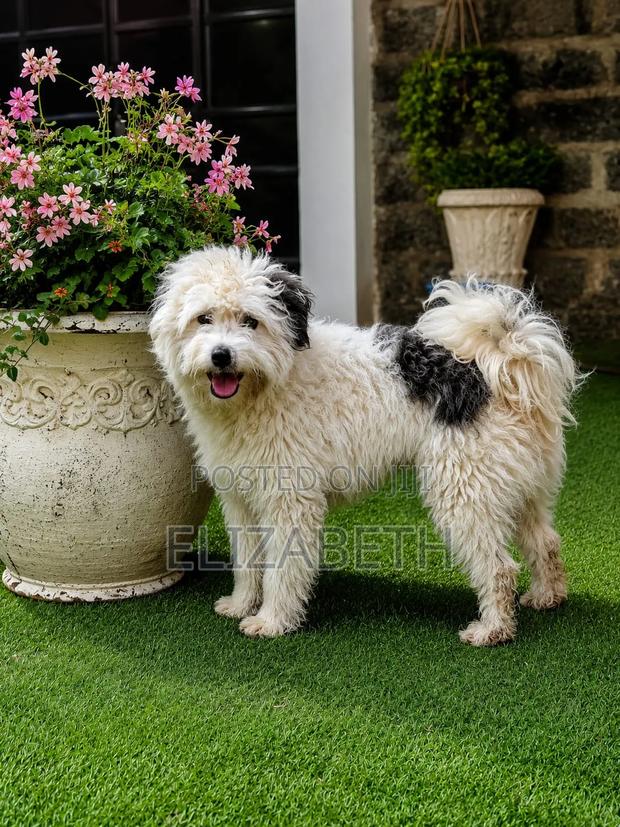 6-12 months Male Purebred Maltese