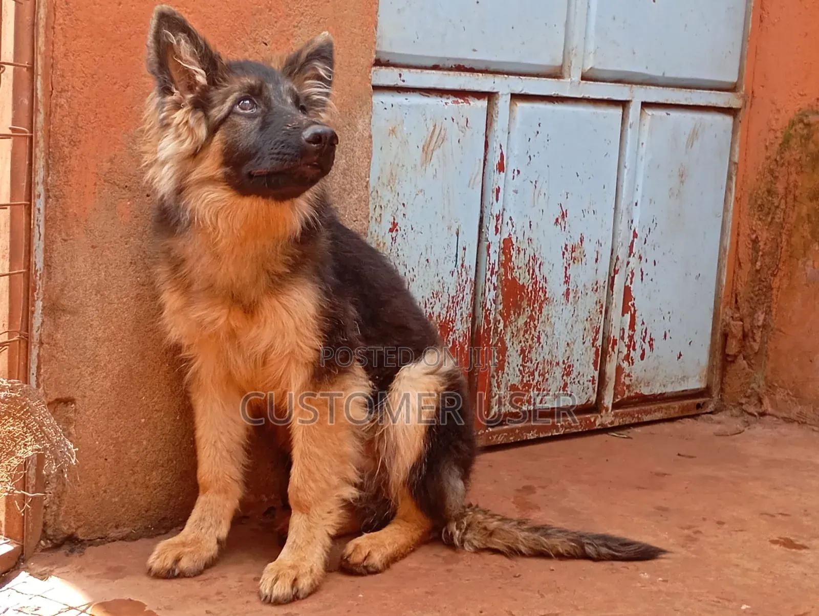 6-12 months Male Purebred German Shepherd