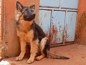 6-12 months Male Purebred German Shepherd