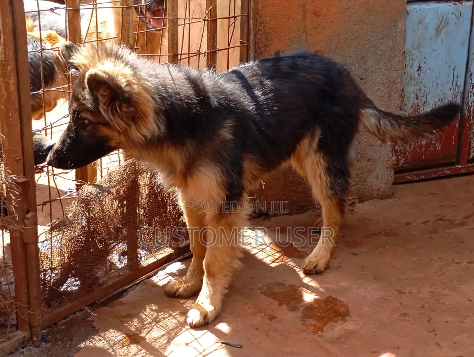 6-12 months Male Purebred German Shepherd