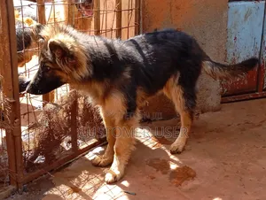 6-12 months Male Purebred German Shepherd