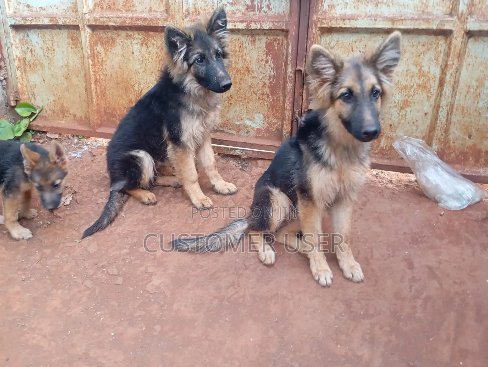 6-12 months Male Purebred German Shepherd