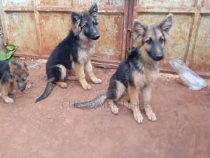 6-12 months Male Purebred German Shepherd