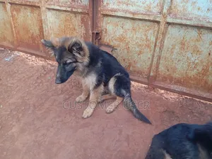 6-12 months Male Purebred German Shepherd