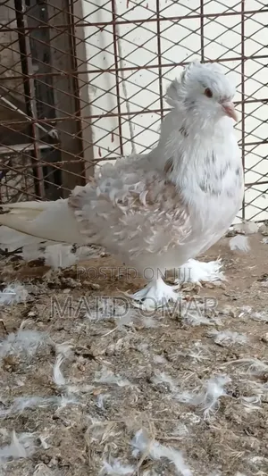Frillback Male
