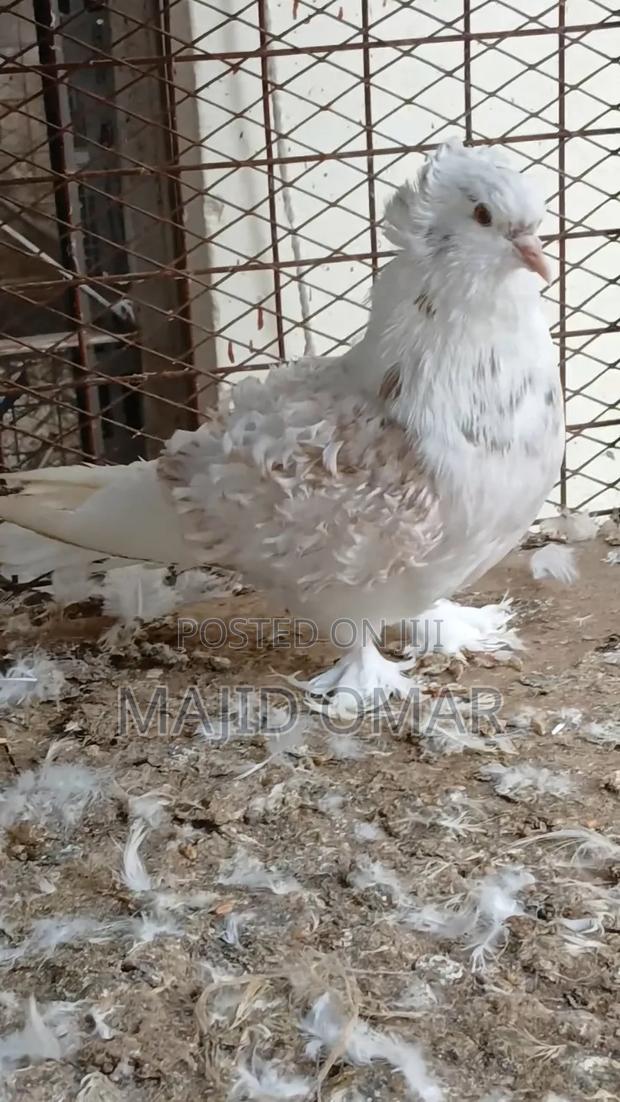 Frillback Male - thumbnail 3