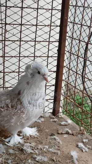 Frillback Male
