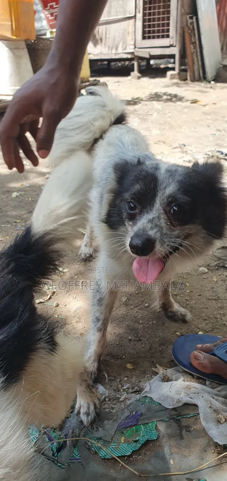 3-6 months Male Purebred Japanese Spitz
