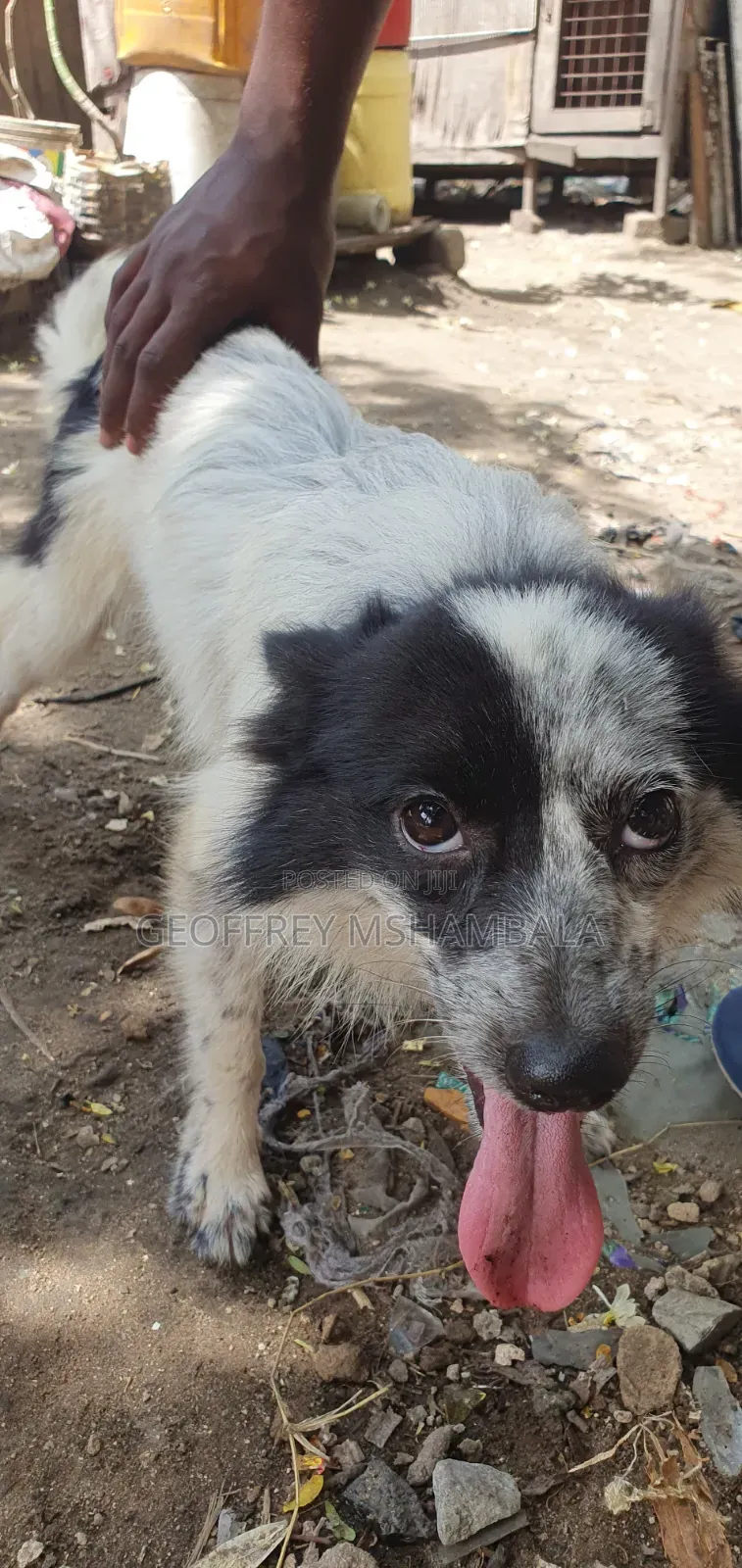 3-6 months Male Purebred Japanese Spitz